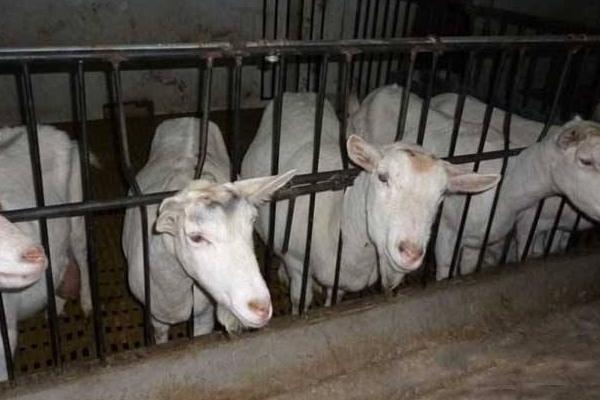 西農薩能奶山羊市場價格多少錢一只 西農薩能奶山羊養殖前景