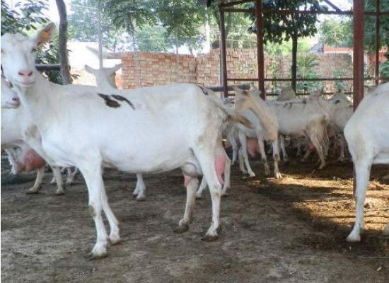 西農薩能奶山羊市場價格多少錢一只 西農薩能奶山羊養殖前景