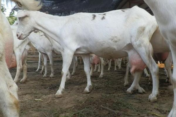 西農薩能奶山羊市場價格多少錢一只 西農薩能奶山羊養殖前景