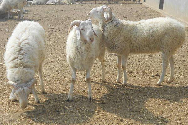 小尾寒羊的缺點是什么 養小尾寒羊前景怎么樣