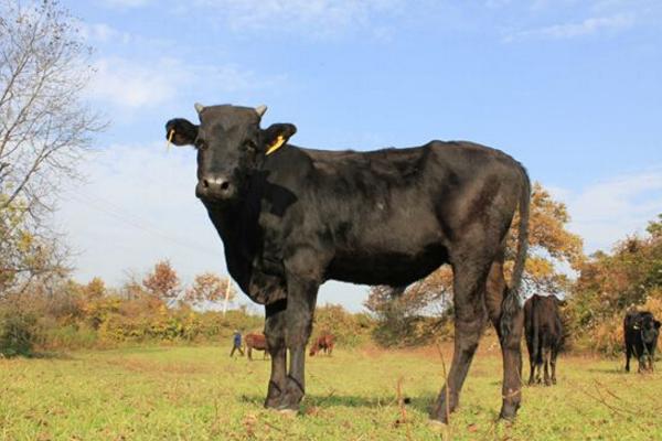 和牛市場價(jià)格多少錢一頭 和牛是什么牛