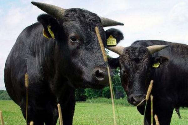 和牛市場(chǎng)價(jià)格多少錢一頭 和牛是什么牛