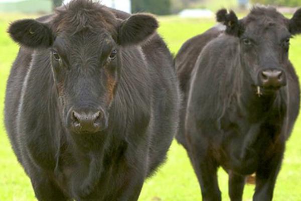 和牛市場(chǎng)價(jià)格多少錢一頭 和牛是什么牛