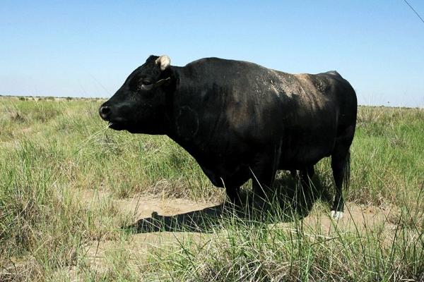 和牛市場(chǎng)價(jià)格多少錢一頭 和牛是什么牛