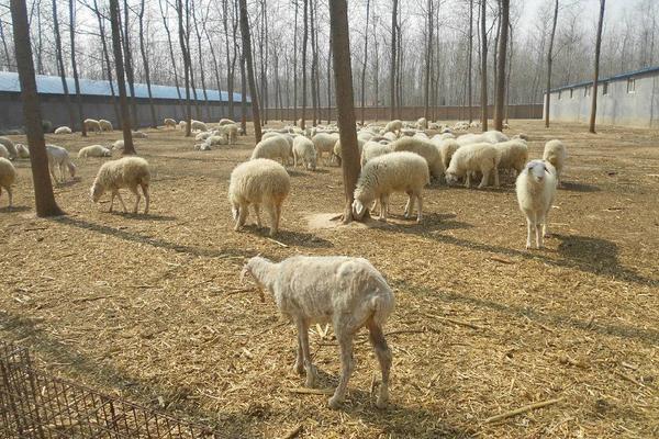 小尾寒羊的缺點是什么 養小尾寒羊前景怎么樣