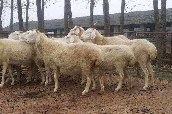 小尾寒羊的缺點是什么 養小尾寒羊前景怎么樣