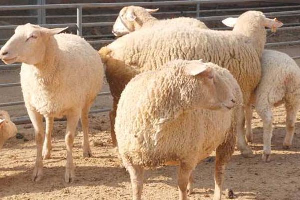 小尾寒羊的缺點是什么 養小尾寒羊前景怎么樣