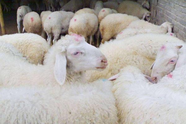 小尾寒羊的缺點是什么 養小尾寒羊前景怎么樣