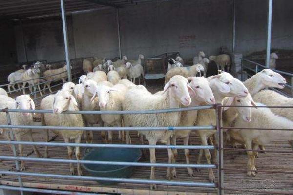 小尾寒羊的缺點是什么 養小尾寒羊前景怎么樣