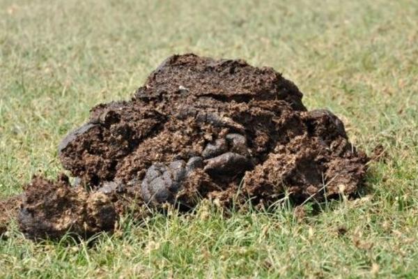 牛糞烘干機(jī)市場價(jià)格多少錢一臺 牛糞固液分離機(jī)多少錢