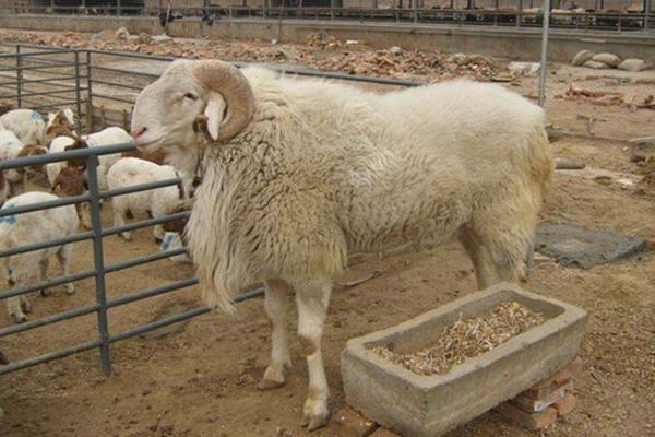 小尾寒羊一年產幾窩 小尾寒羊一胎產幾只