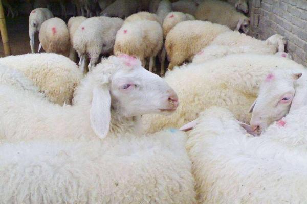 小尾寒羊一年產幾窩 小尾寒羊一胎產幾只