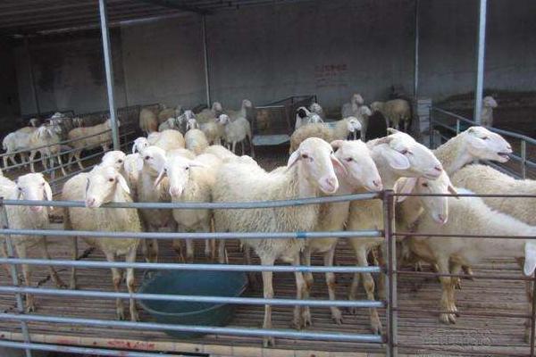 小尾寒羊一年產幾窩 小尾寒羊一胎產幾只