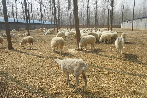 小尾寒羊一年產幾窩 小尾寒羊一胎產幾只