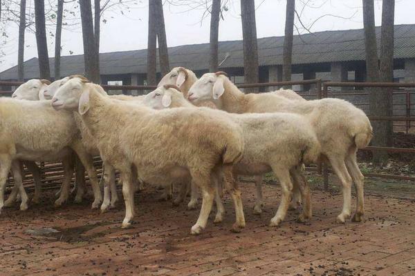 小尾寒羊一年產幾窩 小尾寒羊一胎產幾只