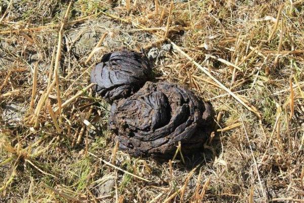 牛糞的用途與價值有哪些 牛糞處理設備有哪些