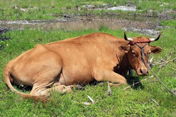 怎么看牛的年齡 牛能活多久（多少年）
