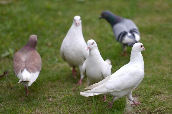 新手如何養(yǎng)鴿子 如何飼養(yǎng)鴿子
