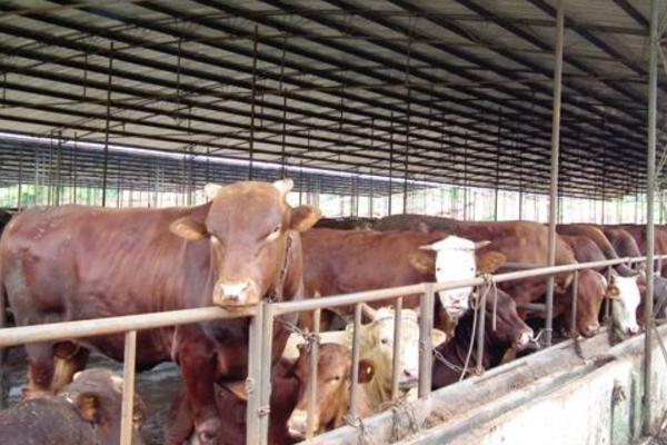 辦個養牛場需要多少錢 養牛場需要采購哪些設備