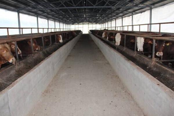 辦個養牛場需要多少錢 養牛場需要采購哪些設備