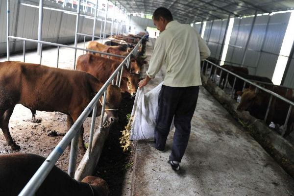 辦個養牛場需要多少錢 養牛場需要采購哪些設備