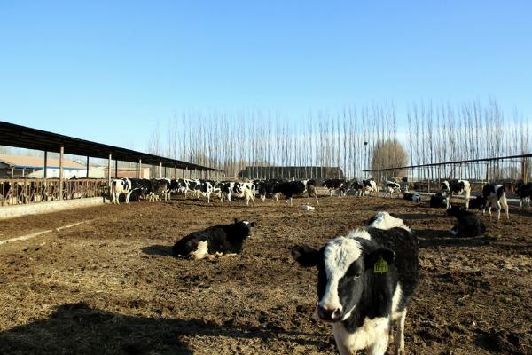 辦個養牛場需要多少錢 養牛場需要采購哪些設備