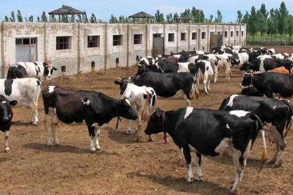 辦個養牛場需要多少錢 養牛場需要采購哪些設備