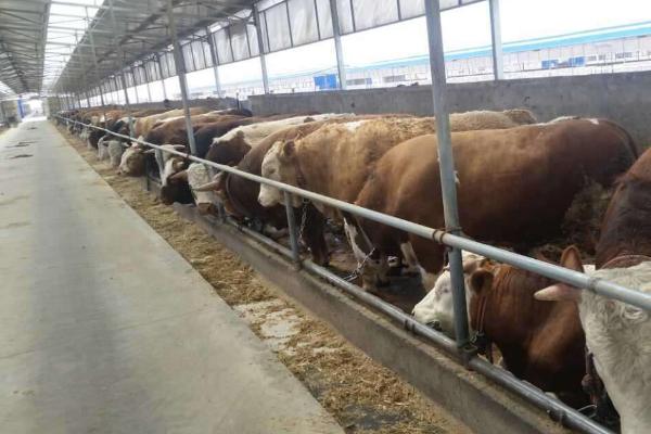 養牛場建設圖片 養牛場牛糞處理方法