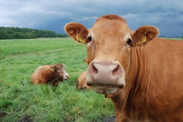 一頭牛大概多少錢 一頭牛能掙到多少錢