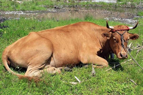 一頭牛大概多少錢 一頭牛能掙到多少錢