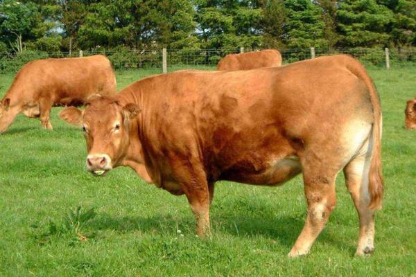 一頭牛大概多少錢 一頭牛能掙到多少錢