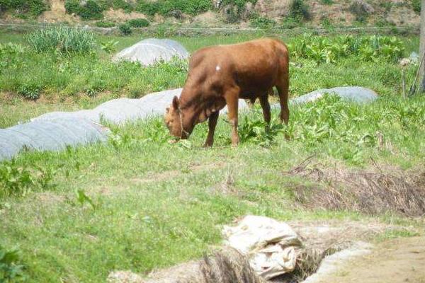 一頭牛大概多少錢 一頭牛能掙到多少錢