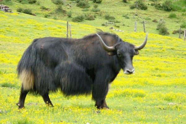 一頭牛大概多少錢 一頭牛能掙到多少錢