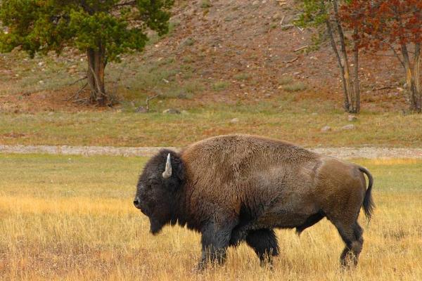 一頭牛大概多少錢 一頭牛能掙到多少錢