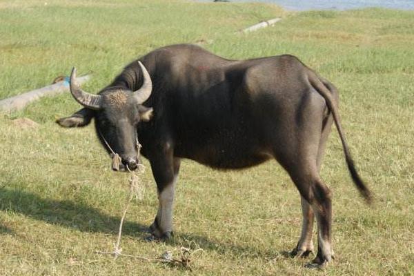 一頭牛大概多少錢 一頭牛能掙到多少錢