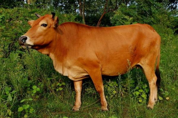 一頭牛大概多少錢 一頭牛能掙到多少錢