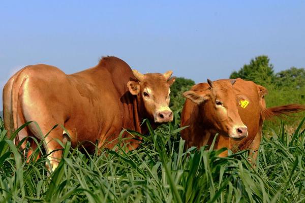 一頭牛大概多少錢 一頭牛能掙到多少錢