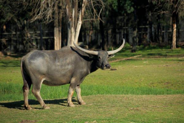 水牛圖片大全 水牛會游泳嗎