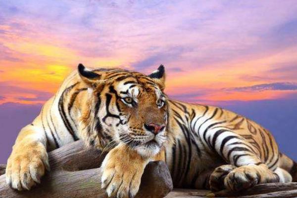 屬虎的今年多大(2018年) 屬虎今年運(yùn)勢(shì)如何(財(cái)運(yùn)、姻緣)