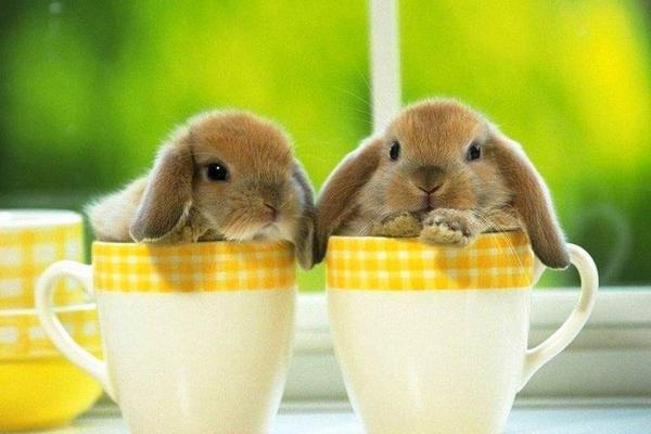 垂耳兔怎么抱  垂耳兔能跟人睡嗎