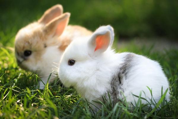 寵物兔市場價格多少錢一只 寵物兔怎么訓練