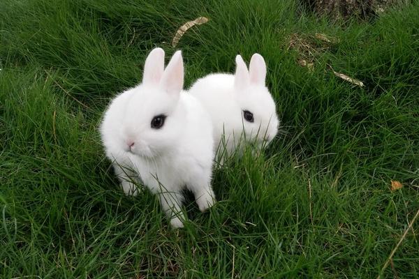 寵物兔市場價格多少錢一只 寵物兔怎么訓練