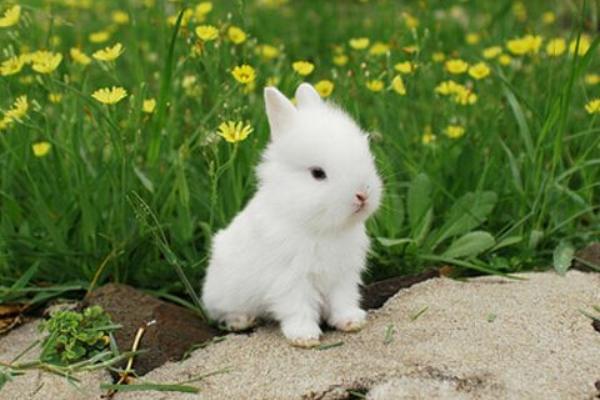 寵物兔市場價格多少錢一只 寵物兔怎么訓練