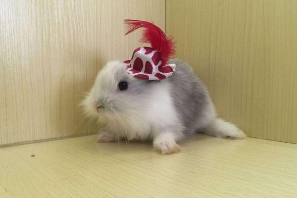 寵物兔市場價格多少錢一只 寵物兔怎么訓練