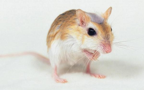 1960、1972、1984、1996、2008、2020年屬鼠的分別是什么命