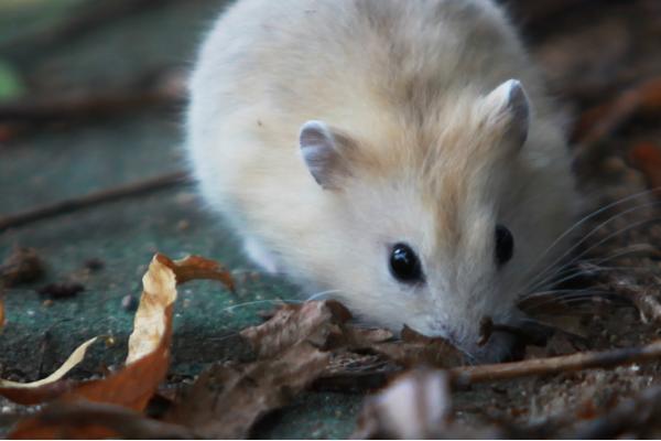 1960、1972、1984、1996、2008、2020年屬鼠的分別是什么命