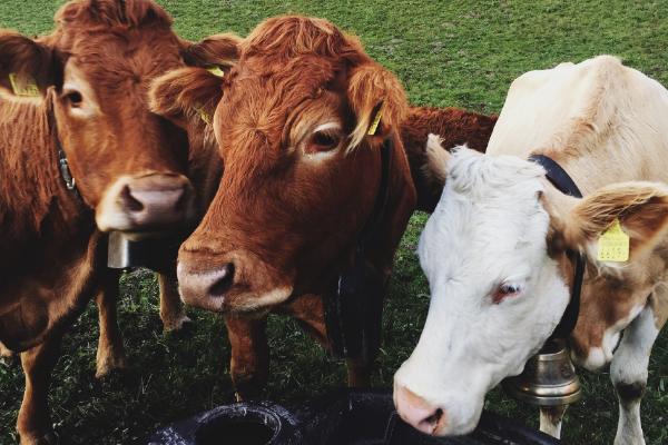 1961、1973、1985、1997、2009、2021年屬牛的分別是什么命