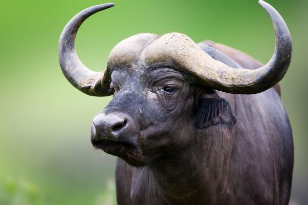 1961、1973、1985、1997、2009、2021年屬牛的分別是什么命