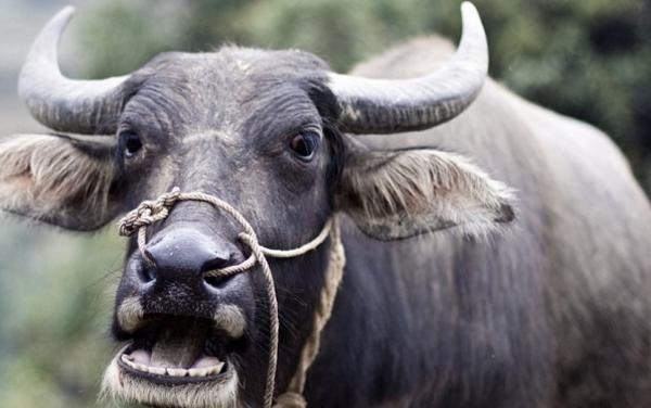 1961、1973、1985、1997、2009、2021年屬牛的分別是什么命