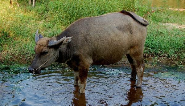 1961、1973、1985、1997、2009、2021年屬牛的分別是什么命